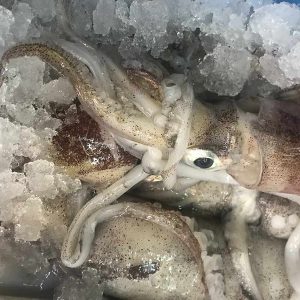 calamares baratos
